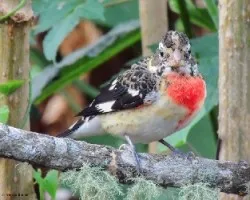 Pheucticus ludovicianus