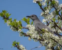 Dumetella carolinensis