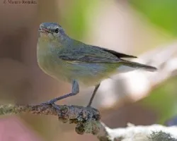 Oreothlypis peregrina