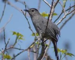 Dumetella carolinensis