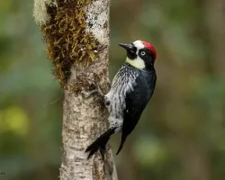 Melanerpes formicivorus