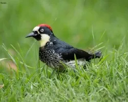 Melanerpes formicivorus