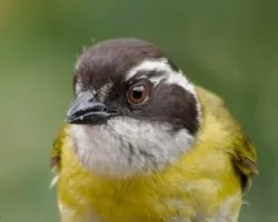 Chlorospingus pileatus