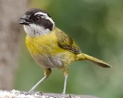 Chlorospingus pileatus