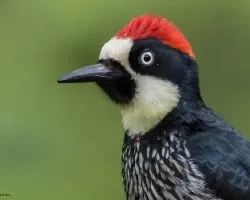 Melanerpes formicivorus