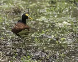 Jacana spinosa