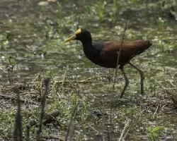 Jacana spinosa