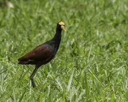 Jacana spinosa