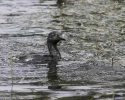 Tachybaptus dominicus