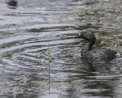Tachybaptus dominicus