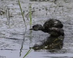 Tachybaptus dominicus