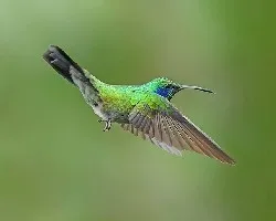 Colibri thalassinus