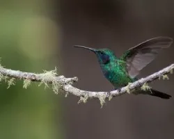 Colibri thalassinus