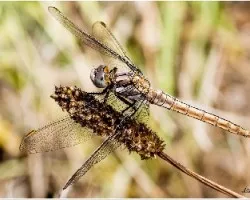 Exuvia de adonata anisoptera