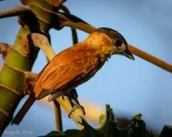 Pachyramphus aglaiae