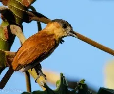 Pachyramphus aglaiae