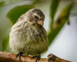 Platyspiza crassirostris