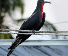 Fregata magnificens