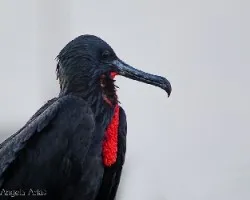 Fregata magnificens