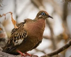 Zenaida galapagoensis