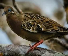 Zenaida galapagoensis