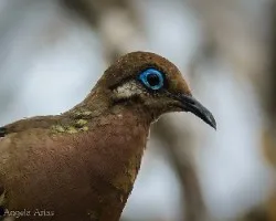 Zenaida galapagoensis