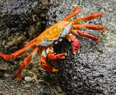 Cangrejo de las rocas