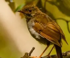 Catharus aurantiirostris