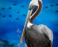 Pelecanus occidentalis