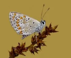 Polyommatus icarus rott