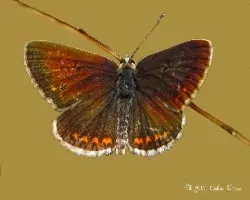 Polyommatus icarus rott