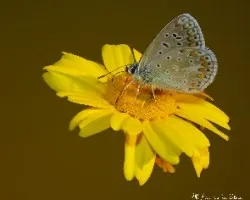 Aricia montensis