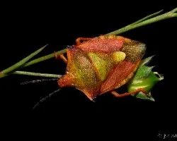 Carpocoris fuscispinus 