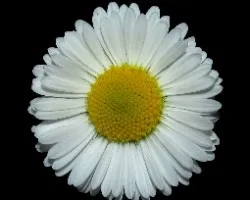 Bellis perennis