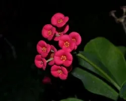 Euphorbia milii 