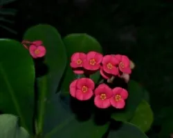 Euphorbia milii 