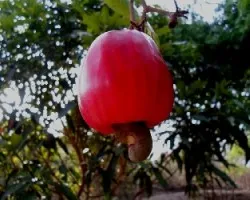 Anacardium occidentale