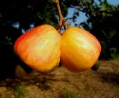Anacardium occidentale