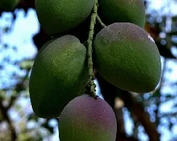 Mangifera indica
