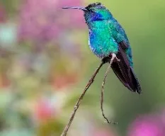 Colibri thalassinus