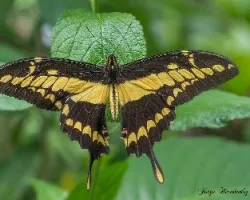 Heraclides cresphontes