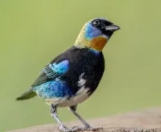 Tangara larvata