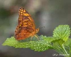 Euptoieta hegesia hoffmanni