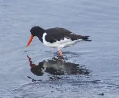 Haematopus ostralegus