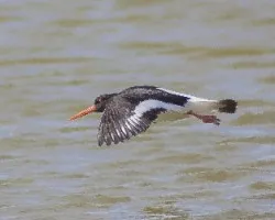 Ostrero euroasiatico-(haematopus ostrelegus