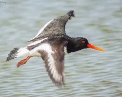 Haematopus ostralegus