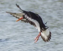 Haematopus ostralegus