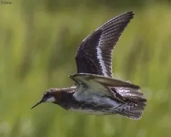 Phalaropus lobatus