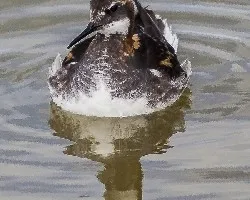 Phalaropus lobatus