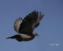 Paloma a mano alzada